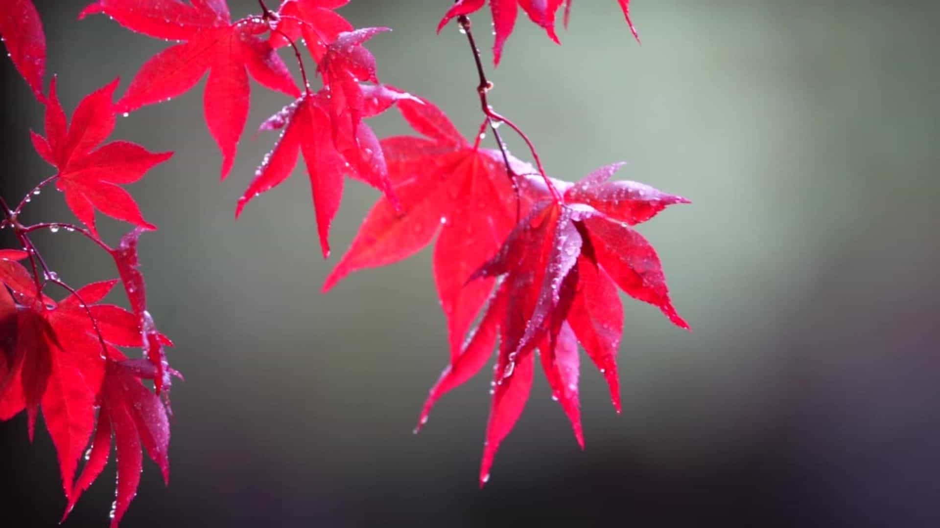 Site Futon Factory la grande cuillère