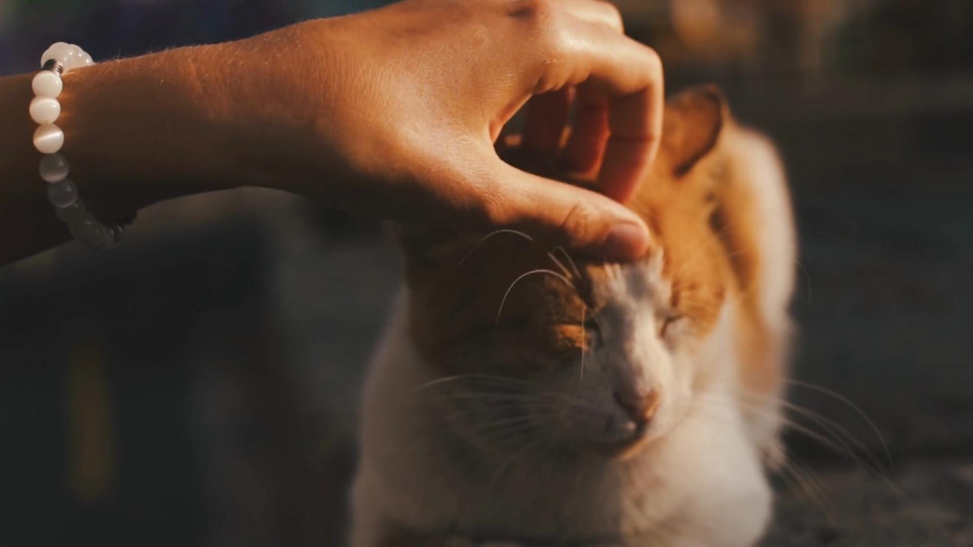 video gentil chat petit fripons